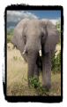 PICT0308a_Elefant.jpg